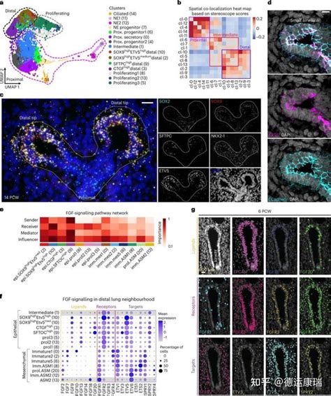单细胞测序联合原位测序，绘制人类肺器官发育高清时空图谱 知乎