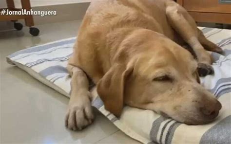 Cachorro morre e três têm intoxicação por suspeita de comer petisco que