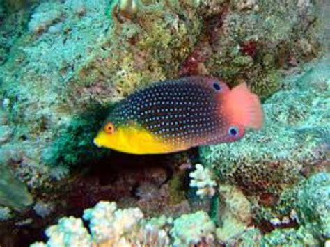 Yellowbreasted Wrasse Information And Picture Sea Animals