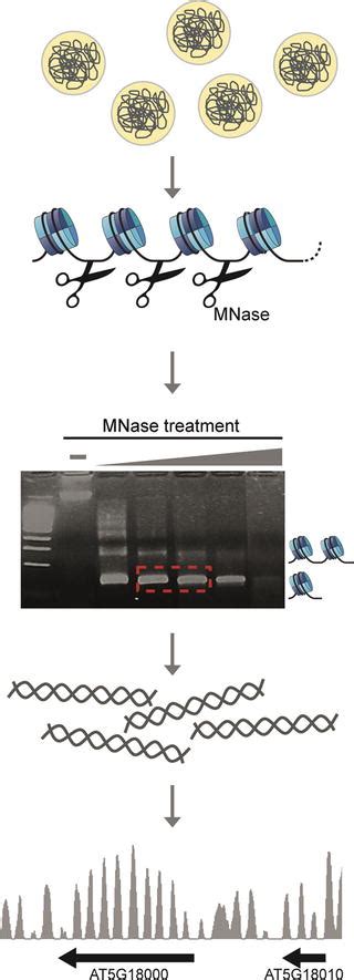 Profiling Nucleosome Occupancy By Mnase Seq Experimental Protocol And