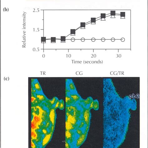 Cytoplasmic And Cortical Calcium Waves Dechorionated Oocytes Were