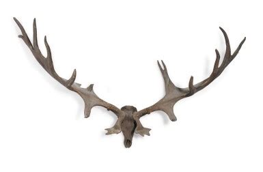 A pair of fossilised 'Irish elk' antlers, Prehistoric | Royal & Noble ...