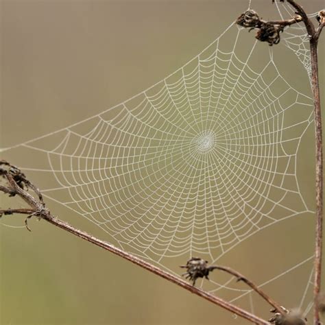 Spatial Planning In Conserving Biodiversity E O Wilson Biodiversity