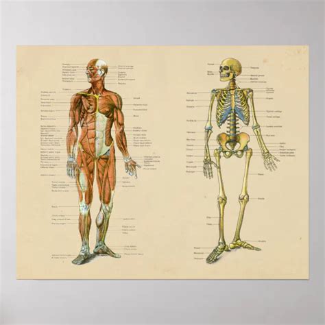 Vintage Skelton Anatomie Poster Zazzle De