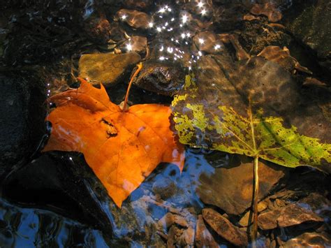 Wallpaper Leaves Fall Fallen Yellow Puddle Moisture 1600x1200