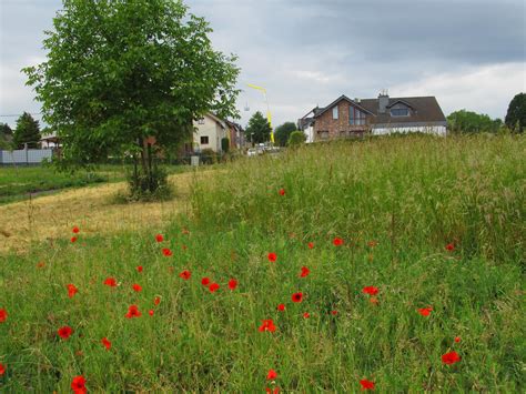 Stadt Brühl Blühwiesen und Blühstreifen