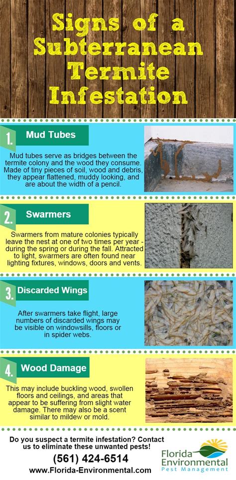 Common Signs Of A Subterranean Termite Infestation Infographic