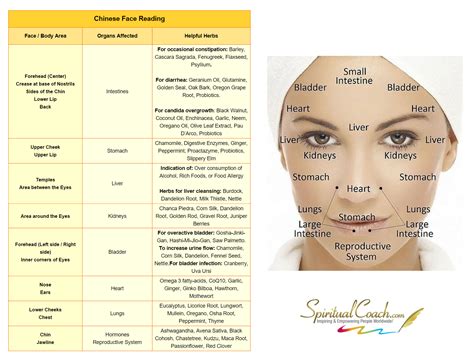 Chinese Face Reading Basics Artofit