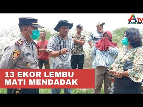 Diduga Diracun Belasan Ekor Lembu Mati Mendadak Di Dalam Parit Bekoan