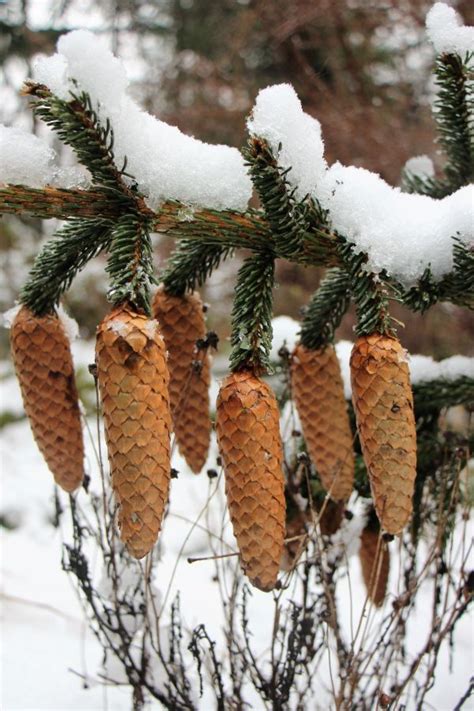 Free Images Tree Nature Branch Snow Winter Cactus Leaf Flower