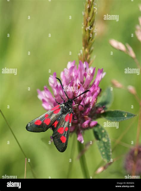 A Five Spot Burnet Moth Zygaena Trifolii On A Red Clover Trifolium