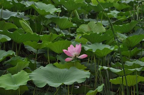 Lotus Fleur Plante Photo Gratuite Sur Pixabay Pixabay