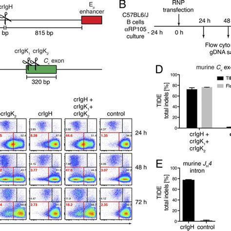 Efficient Generation Of Indels In Primary Mouse B Cells By Crispr Cas