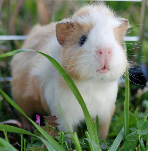 Pin On Cavie Guinea Pigs