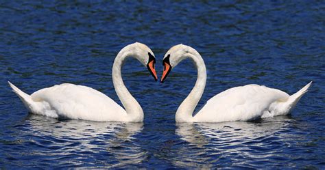 animals   weirdest mating rituals