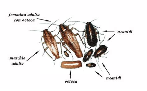 Blattella Cycle La Coccinella S R L S