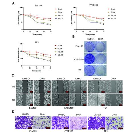 Dha Inhibits The Proliferation And Migration Of Esophageal Cancer