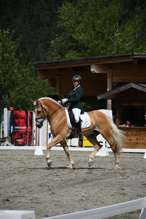 Walando Haflinger Wallach Fuchs Pferd Austria