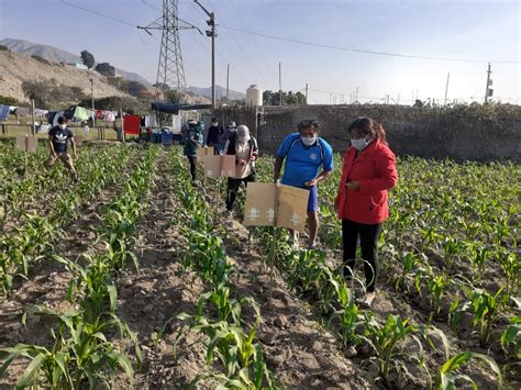 Escuelas De Campo Promueven Buenas Pr Cticas Agr Colas En Cultivos De