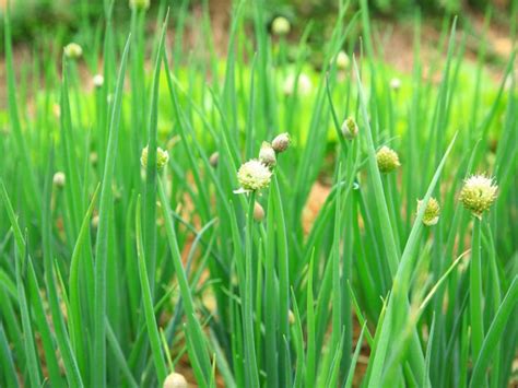 My Shallots Are Flowering: Are Bolted Shallot Plants Okay To Use