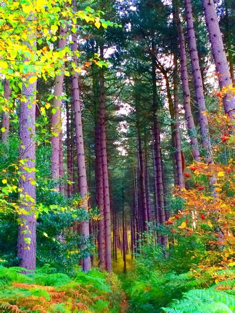 Autumn Woodland Nottinghamshire England Fall Back Woodland Tree Trunk