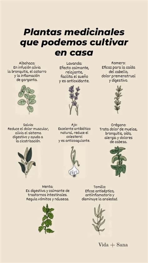 Plantas Medicinales Que Podemos Cultivar En Casa