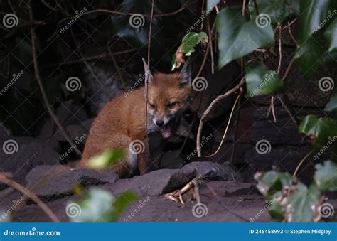 Urban Fox Cubs Playing in the Garden Stock Image - Image of eating ...