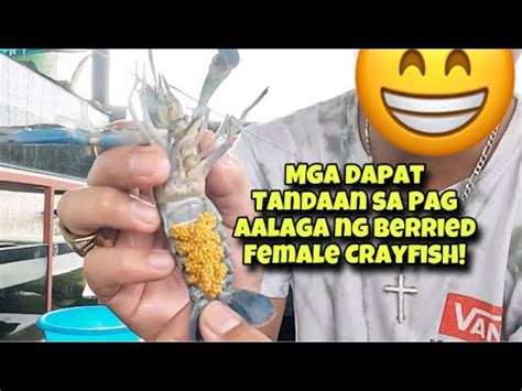 Tips At Mga Dapat Tandaan Sa Pagaalaga Ng Berried Female Crayfish