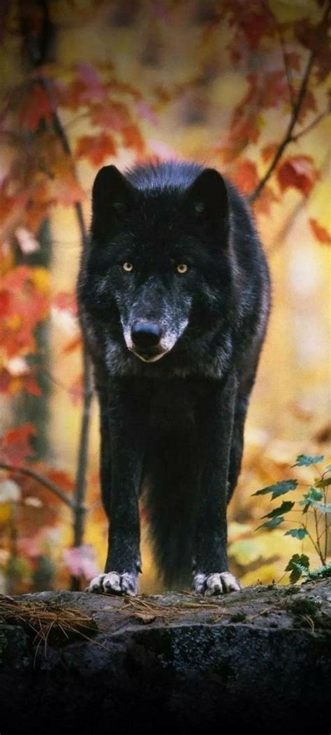 Pin On Wolven Wolf Spirit Animal Animals Wild Beautiful Wolves