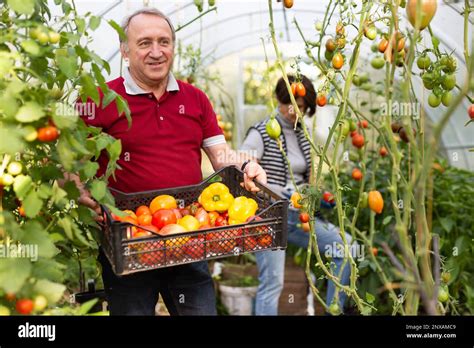 Positive Mature Man And Woman Collecting Vegetables In Greenhouse Stock