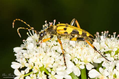 Spotted Longhorn Beetle Rutpela Maculata