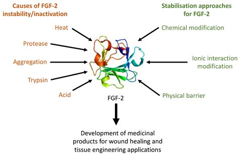 Pharmaceutics Free Full Text Fibroblast Growth Factor 2—a Review Of