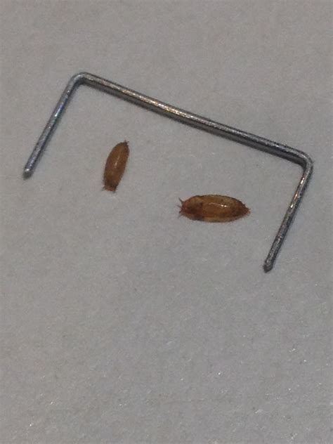 Whitehorse, Yukon (Canada) I found dead insects living on the fountain