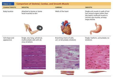 Anatomy And Physiology Chapter 10 Muscular Tissue Flashcards Quizlet