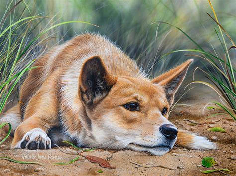 Dingo Canis Familiaris Australian Wildlife Art By Natalie Jane Parker