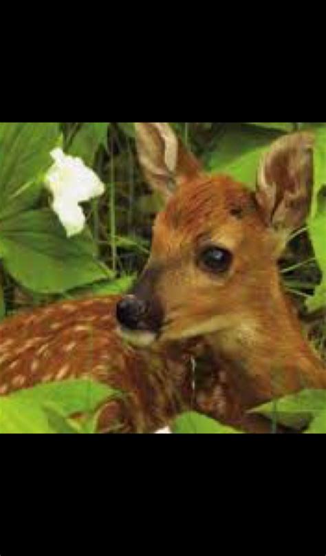 Baby Deer Wallpaper -- HD Wallpapers of Baby Deer! - App on the Amazon Appstore