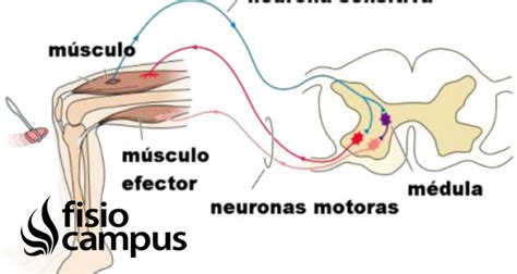 Impulso Nervioso Qu Es Mecanismo De Acci N D Nde Se Produce Y Cu L