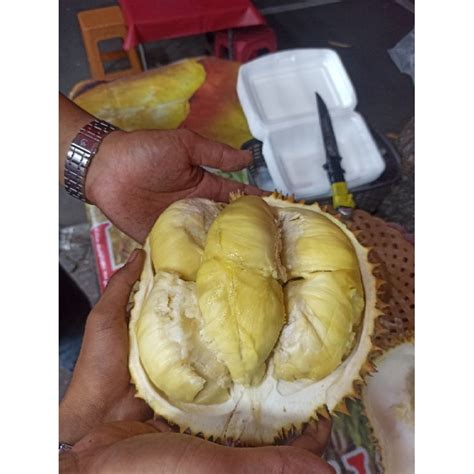 Jual Durian Montong Palu SULTENG 1 Kilo 150 Ribu Shopee Indonesia