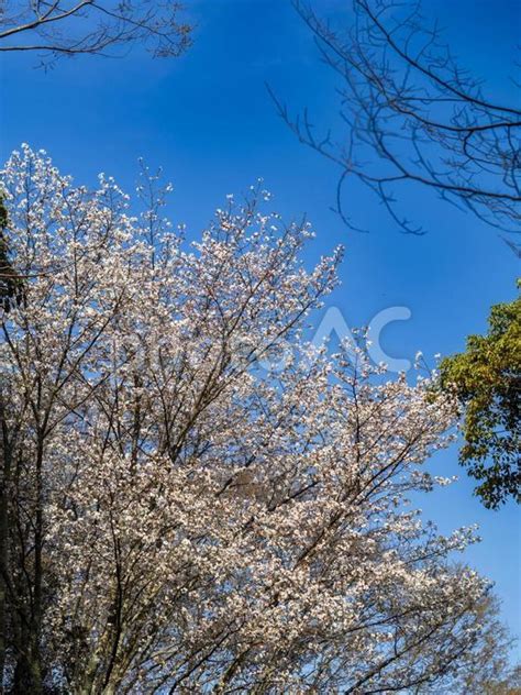 青空に映える満開の桜 No 26202653｜写真素材なら「写真ac」無料（フリー）ダウンロードok