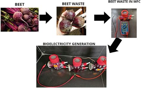 generation  electrical energy  microbial fuel cells  beet