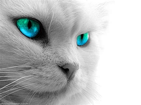 Black Cats With Blue Eyes Wallpapers