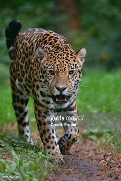 Jaguar Prey Photos and Premium High Res Pictures - Getty Images