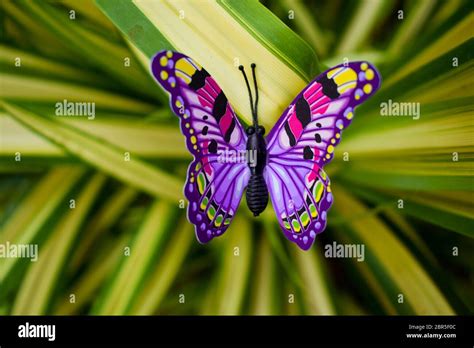 Real Purple Butterflies In Nature