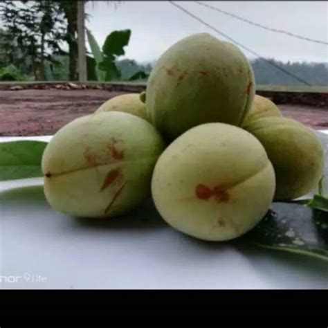 Jual Buah Pala Segar 500gr Shopee Indonesia