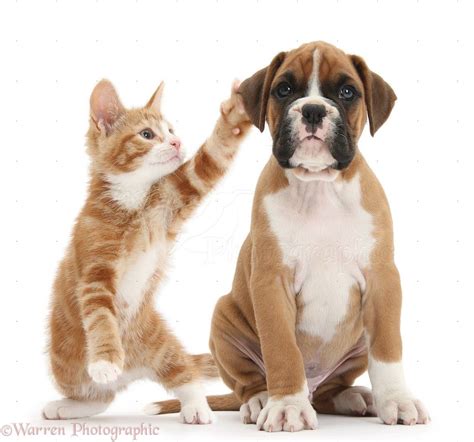 chiens et chats - Page 3
