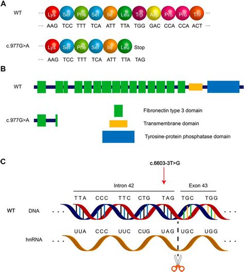 Frontiers Targeted Next Generation Sequencing Identified Novel