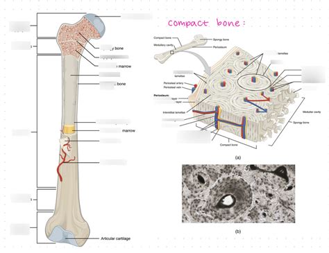 Module 5 Cartilage And Bone Diagram Quizlet