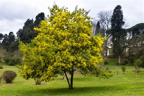 ACACIA dealbata de greffe Mimosa d hiver Pépinière du Penthièvre