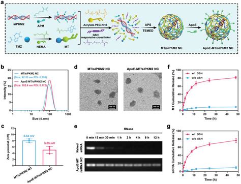 Preparation And Characterization Of Apoemt Sipkm Nc A Schematic