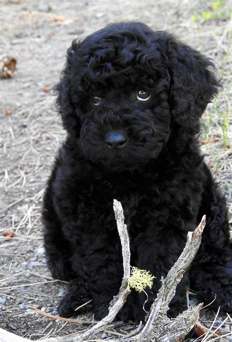 How Much Is A Black Labradoodle